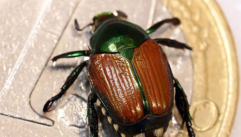 In Freiburg gibt es Beschr&auml;nkungen wegen des Japank&auml;fers. (Archivbild)