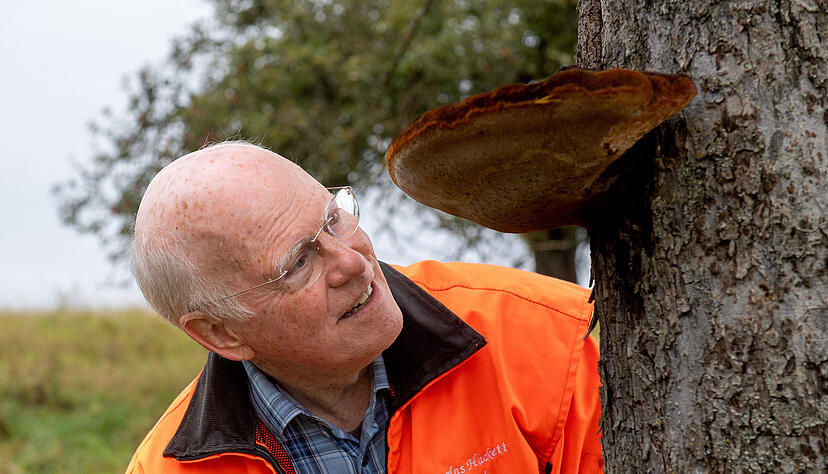Pilzsachverst&auml;ndiger Douglas Hackett betrachtet hier einen Zottiger Schillerporling (Parasit) an einem Apfelbaum.