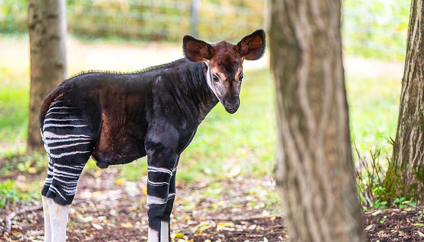 Das Okapi-Kalb Makasi ist jetzt in der Au&szlig;enanlage der Wilhelma unterwegs.