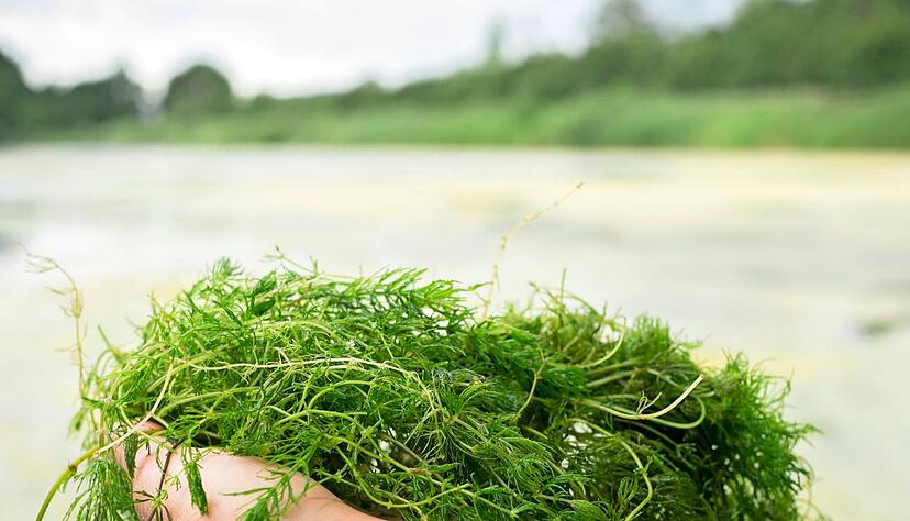 Wenig verlockend: Algen &uuml;berwuchern den Starkholzbacher See. Unter der Oberfl&auml;che nehmen Unterwasserpflanzen &uuml;berhand. Die Stadt Schw&auml;bisch Hall will das Geschehen beobachten, derzeit aber nicht eingreifen.
Foto: Andreas Scholz