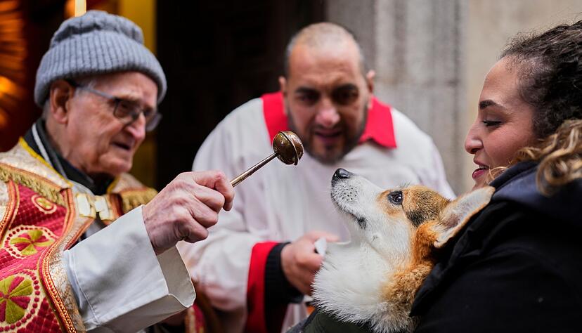 Vor allem Hunde und Katzen werden von ihren Haltern zur Segnung vor der Kirche San Ant&oacute;n in Madrid gebracht.
