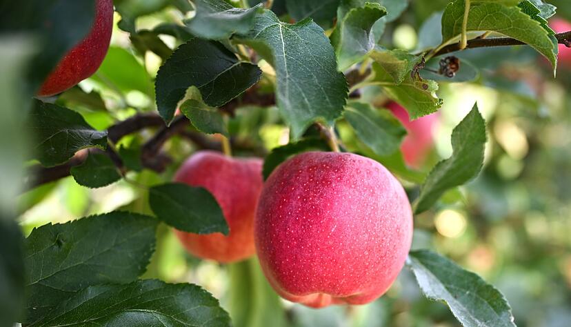 Eine geringere Apfelernte, aber mit guter Qualität wird erwartet. (Foto-Archiv) Eine geringere Apfelernte, aber mit guter Qualität wird erwartet. (Foto-Archiv)