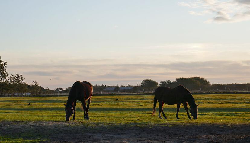 Wie h&auml;ufig Pferde entwurmt werden sollten, h&auml;ngt auch von der Art der Haltung ab.