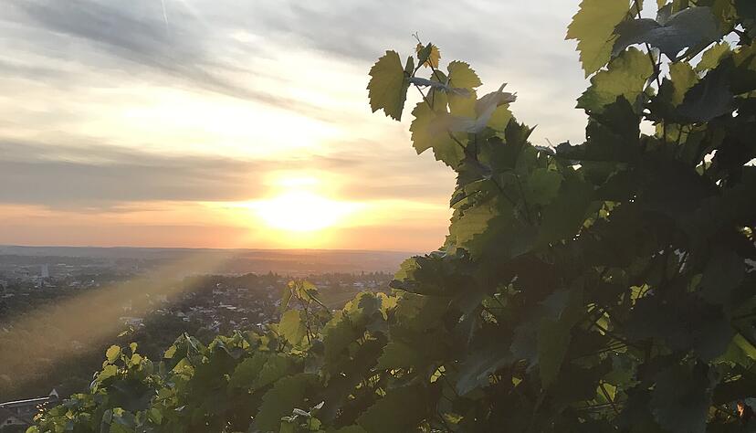 Friedliche Abendstimmung in den Weinbergen. Foto: Tschürtz Friedliche Abendstimmung in den Weinbergen. Foto: Tschürtz