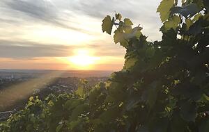 Friedliche Abendstimmung in den Weinbergen. Foto: Tschürtz Friedliche Abendstimmung in den Weinbergen. Foto: Tschürtz