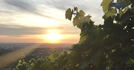 Friedliche Abendstimmung in den Weinbergen. Foto: Tschürtz