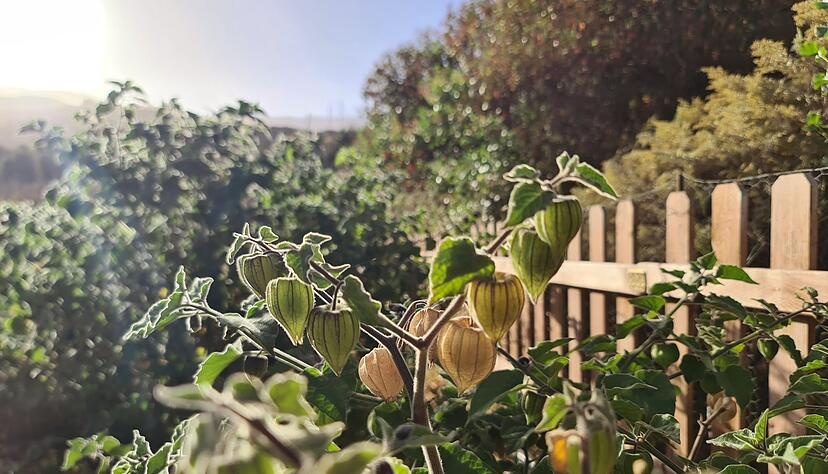 In milden Regionen kann die Physalis im Gartenboden heranwachsen. In milden Regionen kann die Physalis im Gartenboden heranwachsen.