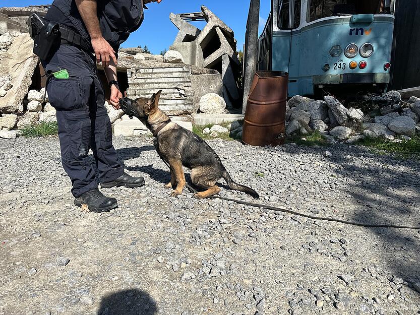 Der Polizeihundewelpe Basko beim Training.