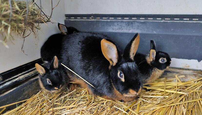 Die Kleintierz&uuml;chter mit ihren kuscheligen Vierbeinern: Werner Braun (l.) mit einem Lohkaninchen und Klaus-Peter Heinrich mit einem Zwergwidder blau.