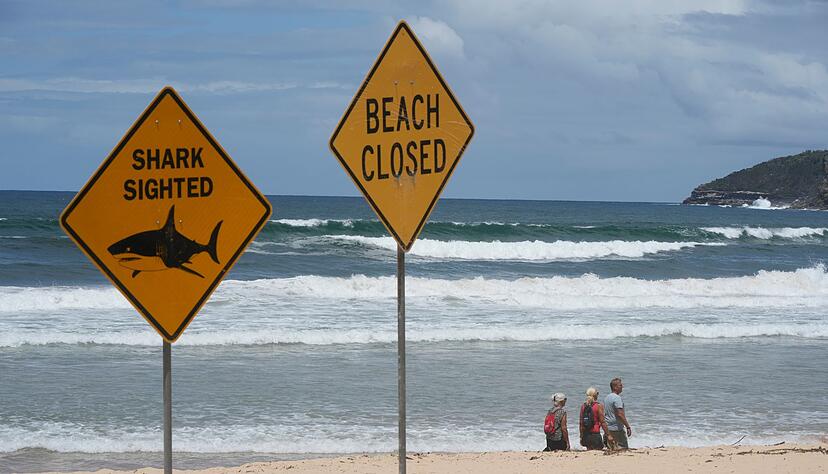 Innerhalb von nur wenigen Tagen wurden aus dem australischen Bundesstaat New South Wales vier Haiangriffe gemeldet. (Symbolbild)