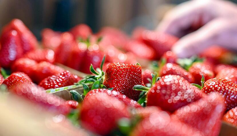 Erdbeeranbauer klagen über die Erhöhungen des Mindestlohns, aber auch die Folgen des Klimawandels, wie Starkregen. (Archivbild) Erdbeeranbauer klagen über die Erhöhungen des Mindestlohns, aber auch die Folgen des Klimawandels, wie Starkregen. (Archivbild)