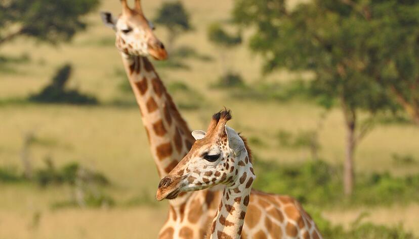 Jungtier und Mutter einer Nord-Giraffe