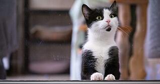 In Mudau-Schlossau wurde auf eine Katze geschossen.