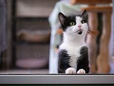 In Mudau-Schlossau wurde auf eine Katze geschossen.