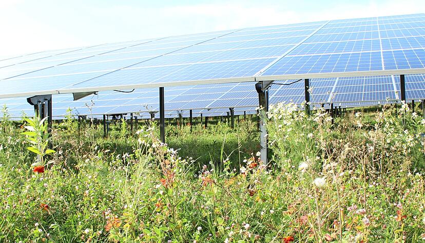 Ein Bl&uuml;hstreifen umgibt die Solarmodule der ersten Photovoltaik-Freifl&auml;chenanlage im Forchtenberger Stadtgebiet, die den Betrieb aufgenommen hat.
Foto: privat