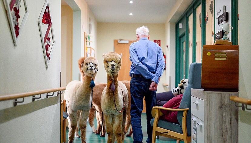 Alpakas bringen vielen Menschen Freude: Im Rahmen von tiergestützten Interventionen werden die Tiere deshalb auch in Pflegeeinrichtungen eingesetzt. Alpakas bringen vielen Menschen Freude: Im Rahmen von tiergestützten Interventionen werden die Tiere deshalb auch in Pflegeeinrichtungen eingesetzt.