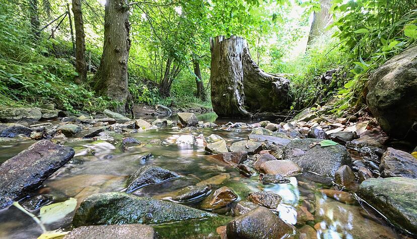 Wegen der extremen Hitze steigen die Wassertemperaturen und bedrohen dort lebende Tiere. (Archivbild)