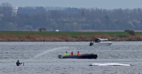 Die Rettungsaktion l&auml;uft, aber der Wal sollte am Samstag nicht mehr transportiert werden.