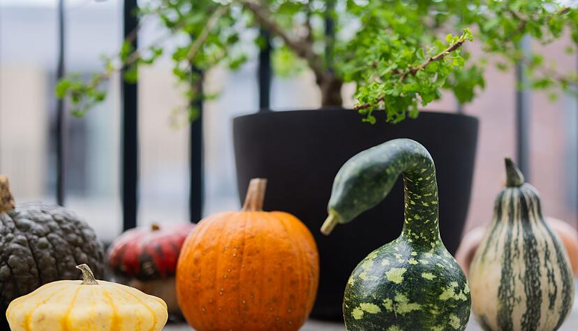 Der Kürbis hat viele Formen: Verschiedene bunte Kürbisse liegen auf einem Balkon. (Archivbild) Der Kürbis hat viele Formen: Verschiedene bunte Kürbisse liegen auf einem Balkon. (Archivbild)