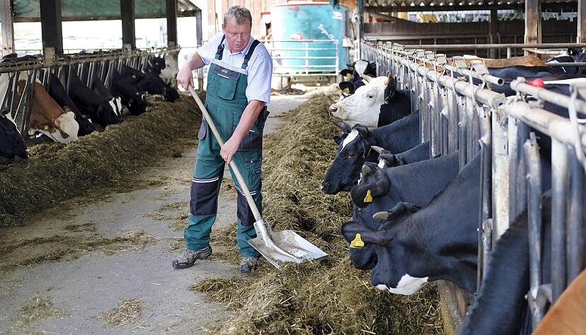 Rainer Riedel f&uuml;ttert in Lehrensteinsfeld seine Milchk&uuml;he. Er kann auf gro&szlig;e Anbaufl&auml;chen zur&uuml;ckgreifen. Fotos: Dennis Mugler