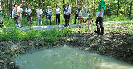Ideale Wohnorte für die Gelbbauchunke sind kleine sonnenbeschienene Tümpel im Wald.