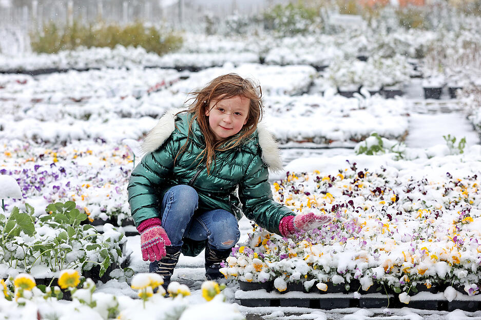 Schnee im April, Viktoria (6) von der Baumschule Kreidl Löwenstein befreit Stiefmütterchen vom Schnee