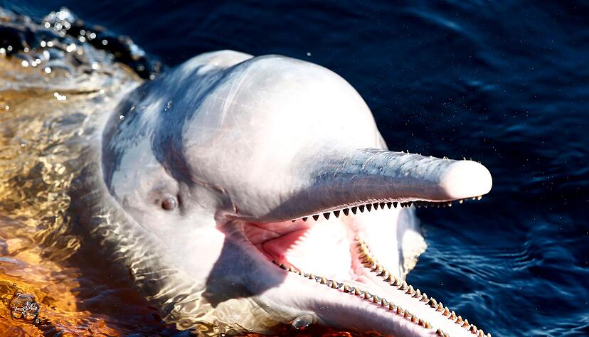 Ein Amazonasdelfin schwimmt im Rio Negro in der N&auml;he von Manaus.