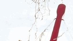 Richtspruch: Die feuerrote Gitarre dient als Maskottchen.Foto: Guido Sawatzki