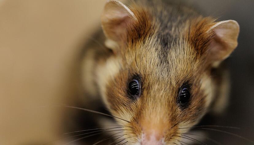 Ein einjähriger Feldhamster schaut sich in seiner Großbox im NRW-Artenschutzzentrum um. Ein einjähriger Feldhamster schaut sich in seiner Großbox im NRW-Artenschutzzentrum um.