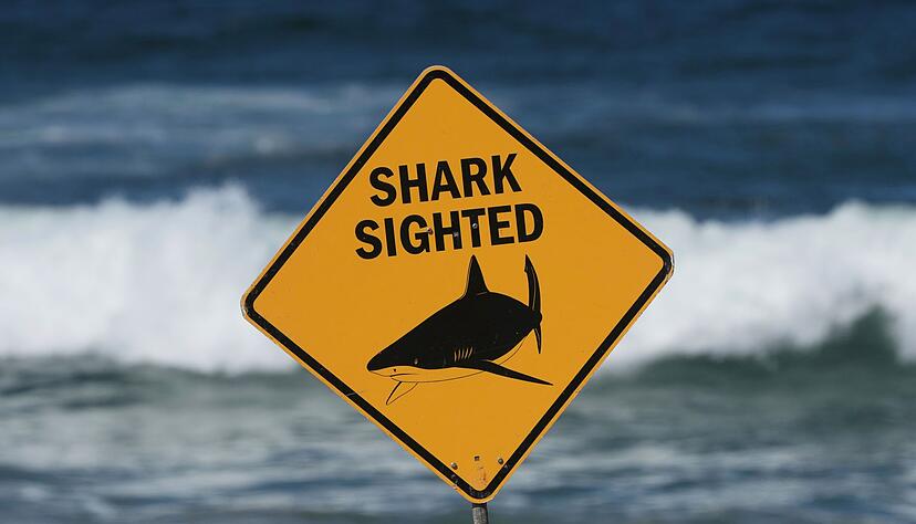 Haiangriffe haben sich an Australiens Ostküste zuletzt gehäuft. (Archivbild) Haiangriffe haben sich an Australiens Ostküste zuletzt gehäuft. (Archivbild)