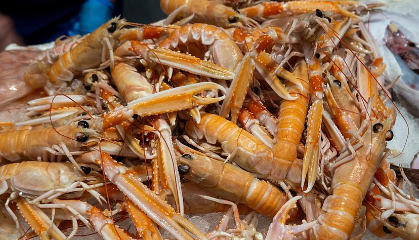 Typisch f&uuml;r Scampi: die blassrote Farbe und die langen Scheren.