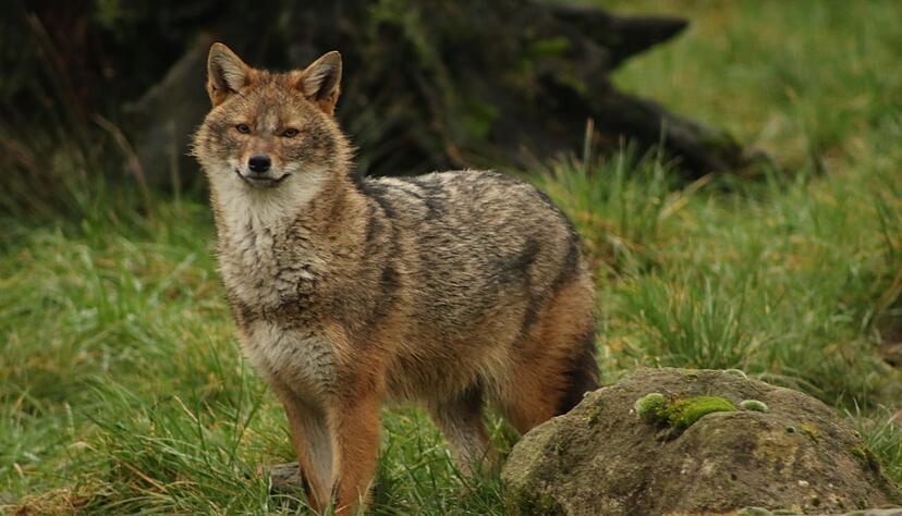 Goldschakale sind in Baden-W&uuml;rttemberg sehr selten und dennoch heimisch. (F. B&ouml;cker/dpa)
