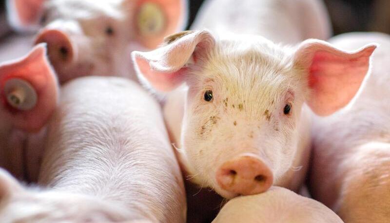 Beim Schweinefleisch zogen die Preise Anfang des Jahres erst an, fielen dann aber wieder stark.