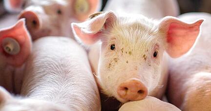Beim Schweinefleisch zogen die Preise Anfang des Jahres erst an, fielen dann aber wieder stark.