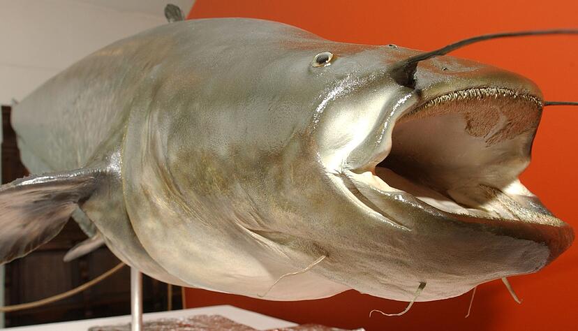 Der unter dem Namen «Killerwels Kuno» bekannt gewordene 1,62 Meter lange und 79 Kilogramm schwere präparierte Wels sorgte vor über 20 Jahren in einem Teich in Mönchengladbach für Aufruhr, danach kam er ins Städtische Museum Schloss Rheyd. (Archivbild) Der unter dem Namen «Killerwels Kuno» bekannt gewordene 1,62 Meter lange und 79 Kilogramm schwere präparierte Wels sorgte vor über 20 Jahren in einem Teich in Mönchengladbach für Aufruhr, danach kam er ins Städtische Museum Schloss Rheyd. (Archivbild)