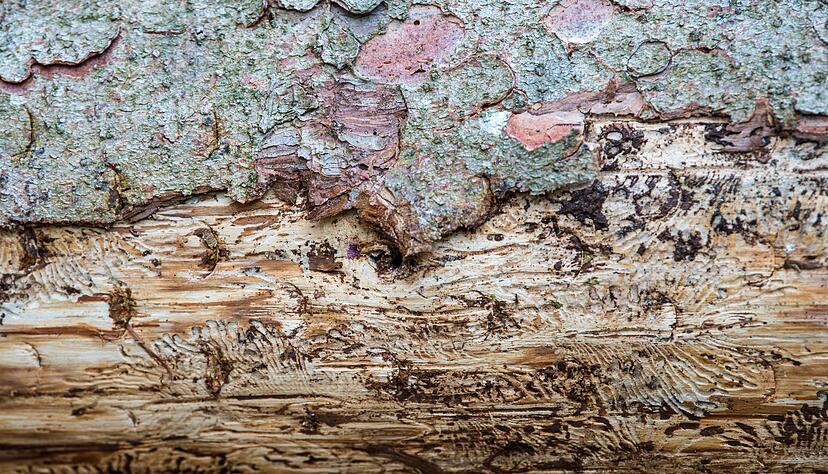 Eine vom Borkenk&auml;fer befallene Fichte liegt auf dem Waldboden. Unter der Rinde kann man das Fra&szlig;bild der Buchdrucker-K&auml;ferlarven sehen. (Archivbild)