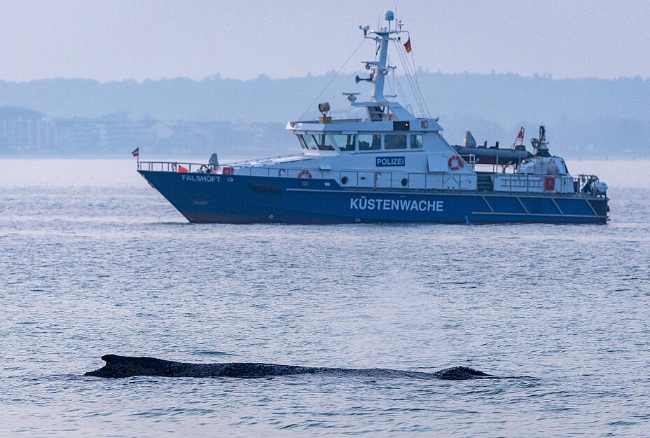 Ein Schiff der K&uuml;stenwache liegt hinter dem gestrandeten Wal an der Ostseek&uuml;ste. Die Polizei hat das Gel&auml;nde abgesperrt, um das Tier nicht zu beunruhigen.