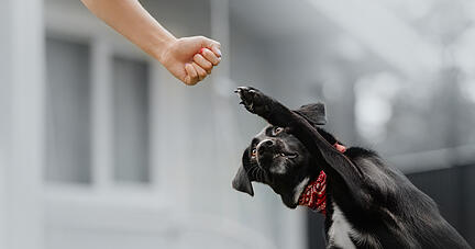 Mensch und Hund sind ein gutes Team. Foto: ksuksa/adobe.com