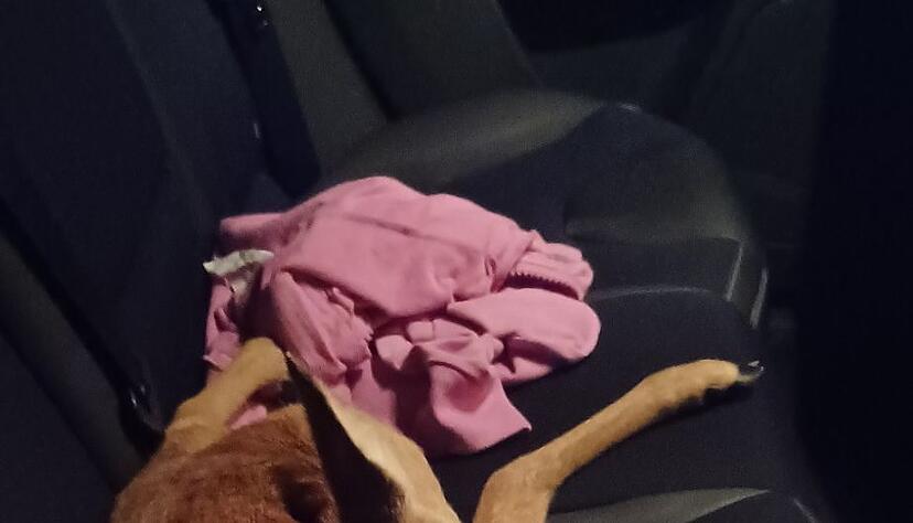 Das Rehkitz durfte sich auf der Rückbank ausruhen. Das Rehkitz durfte sich auf der Rückbank ausruhen.