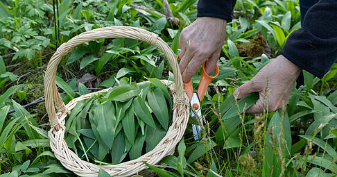 Frisch geschnittener B&auml;rlauch in einem K&ouml;rbchen Frisch geschnittener B&auml;rlauch in einem K&ouml;rbchen Copyright: xZoonar.com/HaraldxBiebelx 21503490
