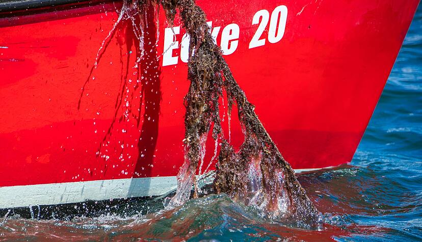 Jedes Jahr landet eine unbekannte Menge an Fischernetzen im Meer. Mit Künstlicher Intelligenz sollen sie besser aufgespürt werden. (Archivbild) Jedes Jahr landet eine unbekannte Menge an Fischernetzen im Meer. Mit Künstlicher Intelligenz sollen sie besser aufgespürt werden. (Archivbild)