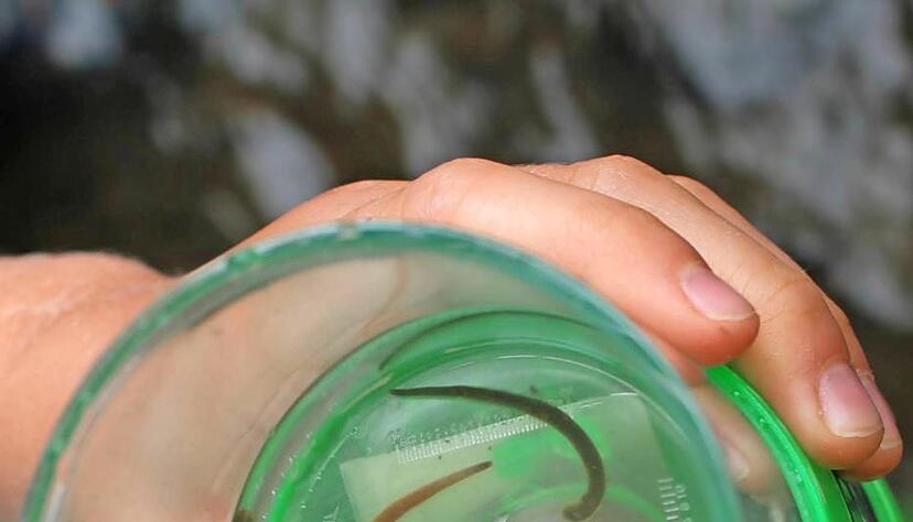 Rollblutegel geh&ouml;ren auch zu den Tieren, die die Kinder finden.