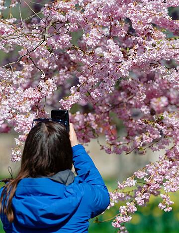Die Kirschbl&uuml;te ist ein beliebtes Fotomotiv.