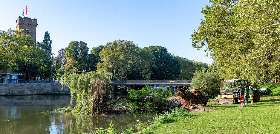 Umgestürzte Weide wird aus dem Wasser geholt