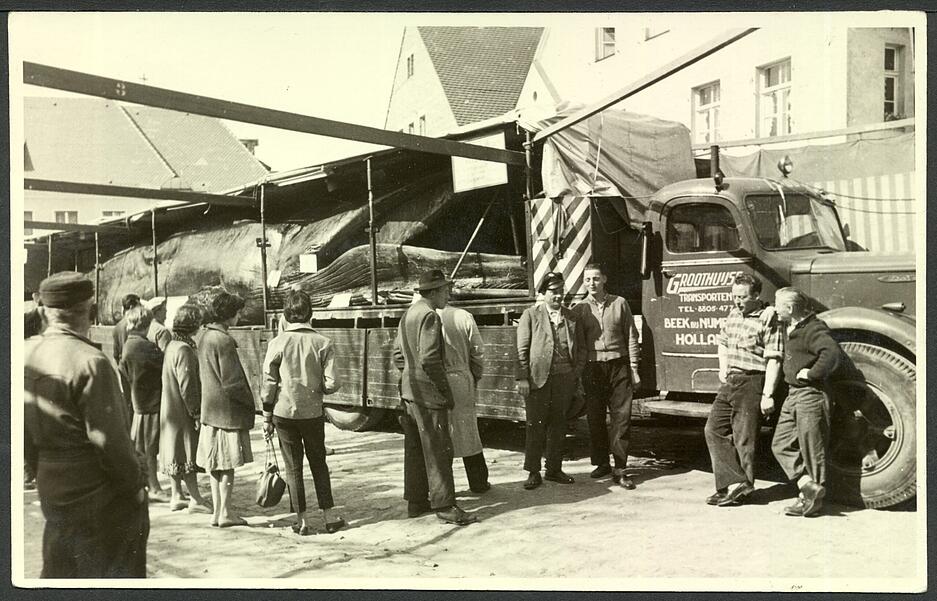 Dieses Foto zeigt ebenfalls den Wal Jonas, allerdings ist unklar, wo und in welchem Jahr die Aufnahme entstanden ist.