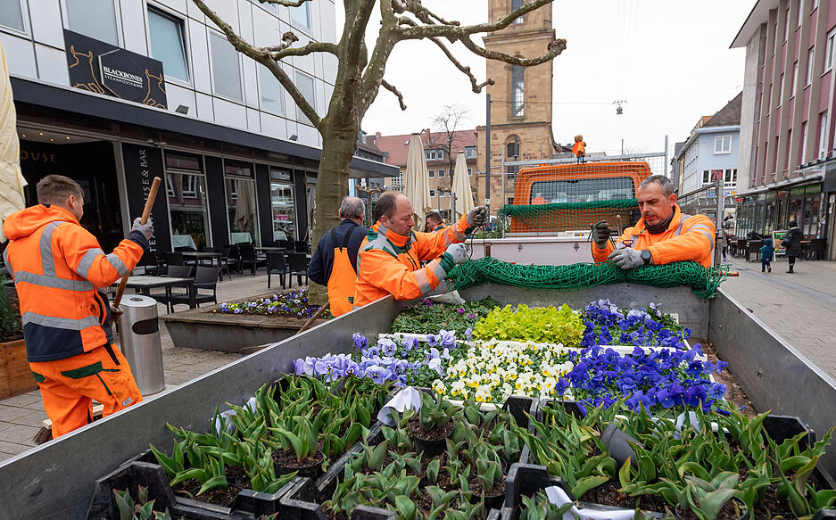Erste Frühjahrsblüher in Heilbronn Erste Frühjahrsblüher in Heilbronn