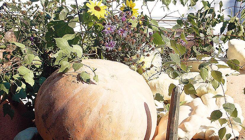 Erntebitt-Gottesdienste und der Erntedank sind wichtige Elemente der Arbeit der Landesbauernpfarrerin. Dafür hat sie an Weihnachten frei. Foto: Tscherwitschke Erntebitt-Gottesdienste und der Erntedank sind wichtige Elemente der Arbeit der Landesbauernpfarrerin. Dafür hat sie an Weihnachten frei. Foto: Tscherwitschke