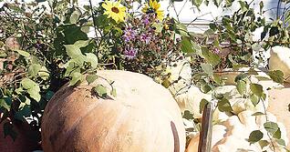 Erntebitt-Gottesdienste und der Erntedank sind wichtige Elemente der Arbeit der Landesbauernpfarrerin. Dafür hat sie an Weihnachten frei. Foto: Tscherwitschke Erntebitt-Gottesdienste und der Erntedank sind wichtige Elemente der Arbeit der Landesbauernpfarrerin. Dafür hat sie an Weihnachten frei. Foto: Tscherwitschke