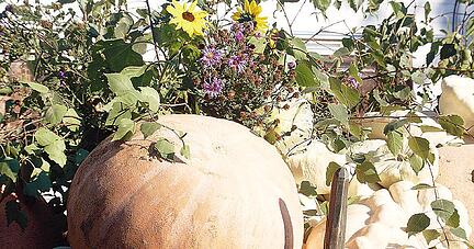 Erntebitt-Gottesdienste und der Erntedank sind wichtige Elemente der Arbeit der Landesbauernpfarrerin. Dafür hat sie an Weihnachten frei. Foto: Tscherwitschke