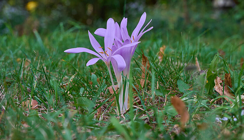 Alle Pflanzenteile von Herbstzeitlosen sind giftig. Die Pflanzen sind voll von giftigen Alkaloiden. Darunter befindet sich auch Colchicin, das dem Arsen sehr ähnlich ist. Eine tödliche Vergiftung tritt bei einer Aufnahme von zehn bis 20 Milligramm dieses Stoffes ein. Alle Pflanzenteile von Herbstzeitlosen sind giftig. Die Pflanzen sind voll von giftigen Alkaloiden. Darunter befindet sich auch Colchicin, das dem Arsen sehr ähnlich ist. Eine tödliche Vergiftung tritt bei einer Aufnahme von zehn bis 20 Milligramm dieses Stoffes ein.